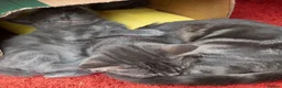 Mixed Breed cats for sale: 2 Affectionate British Shorthair Cross Kittens - Advert 14