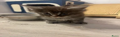 Maine Coon 6