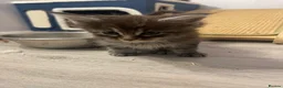 Maine Coon cats for sale: Maine coon - Advert 3