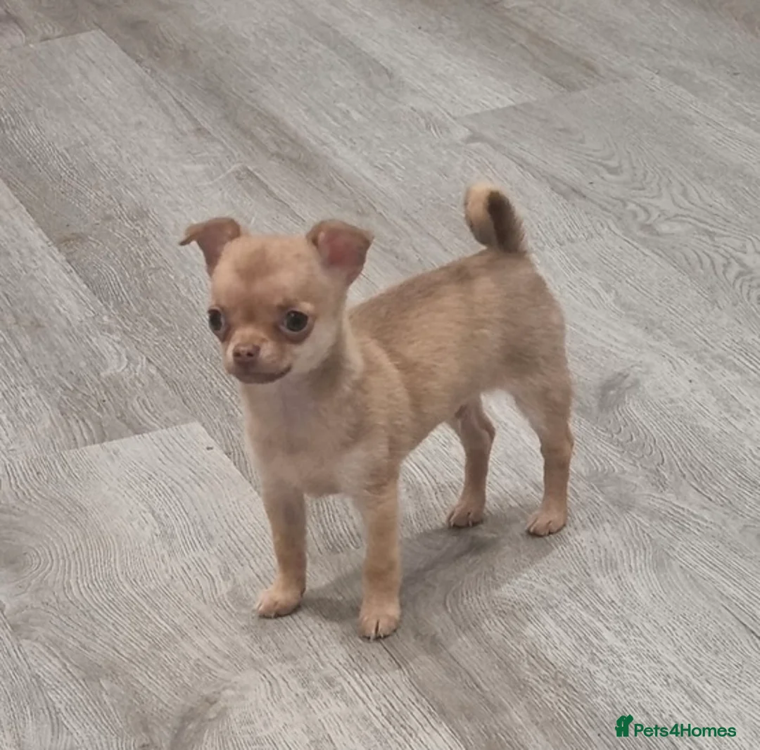 Chihuahua dogs for stud: Chico Chihuahua Russian Lines Champion Pedigree in Chester - Advert 10