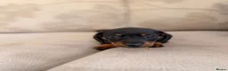 Jackshund dogs for sale: Jackshund puppy for sale  - Advert 10
