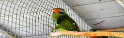 Parakeets birds for sale: Moustached Parakeets in Burnham-on-Sea - Advert 2