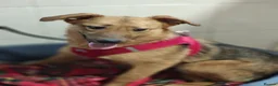 Mixed Breed dogs for adoption: ❤️🐶 MALTA – EASY TO LOVE, EASY TO LIVE WITH in Burton-on-Trent - Advert 16