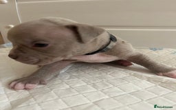 American Bull Staffy dogs for sale: 10 pocket bully - Advert 20