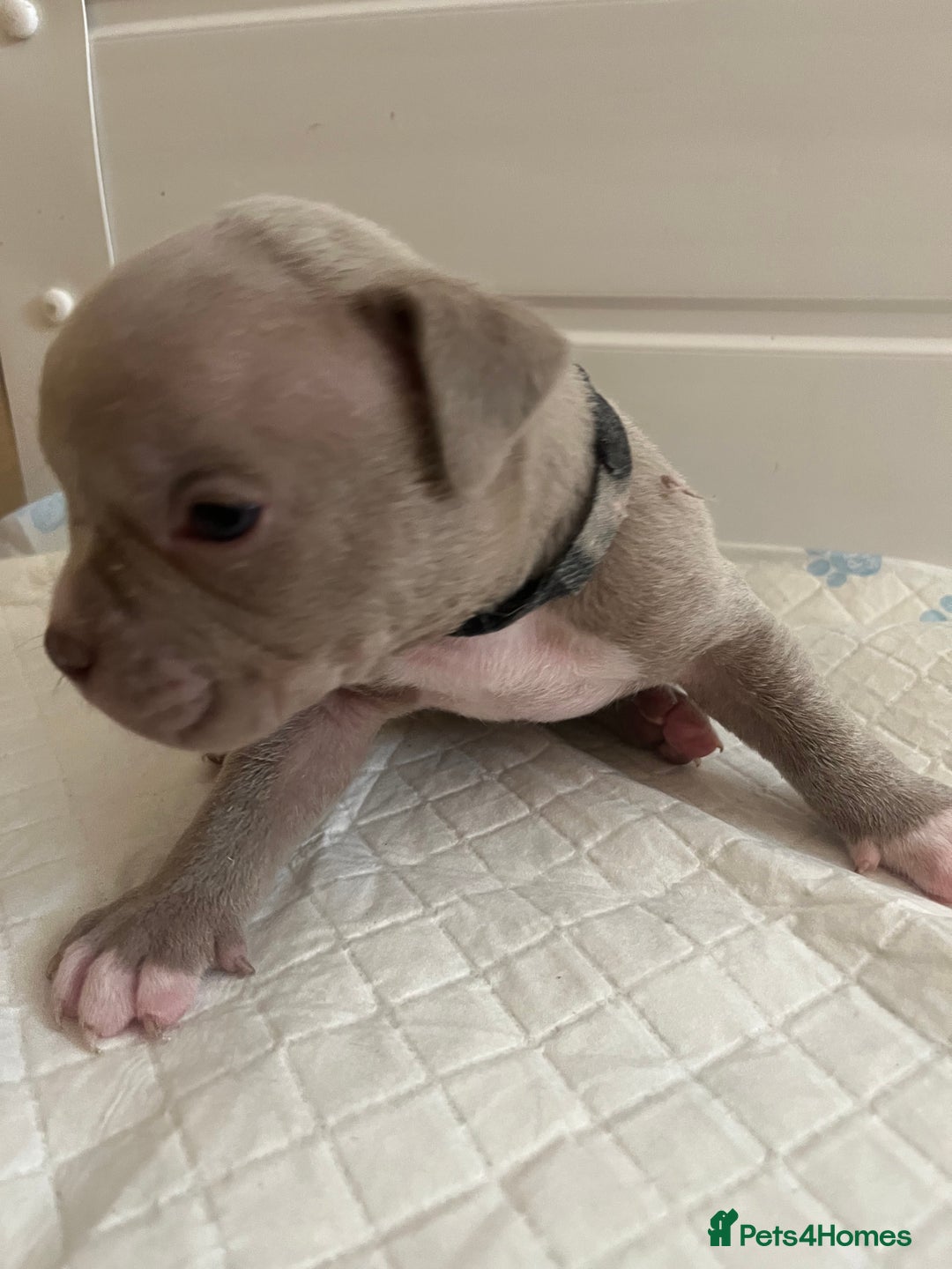 American Bull Staffy dogs for sale: 10 pocket bully - Advert 20
