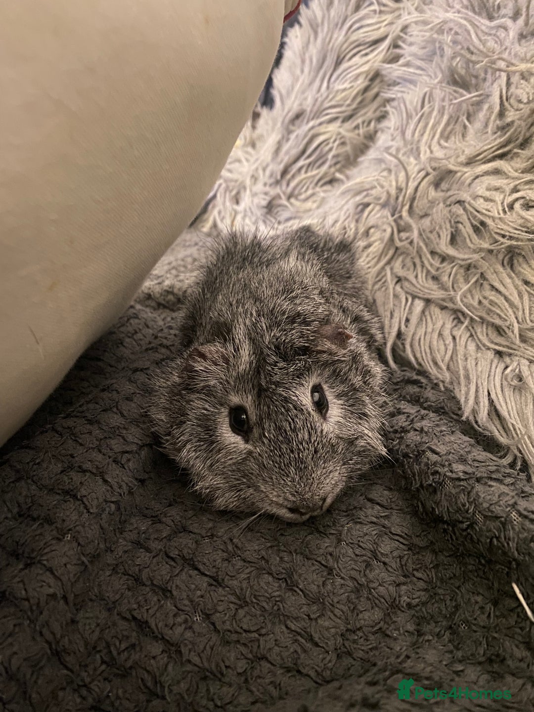 Guinea Pig rodents for sale: Abysinnian Rosette Guinea Pig  - Advert 3