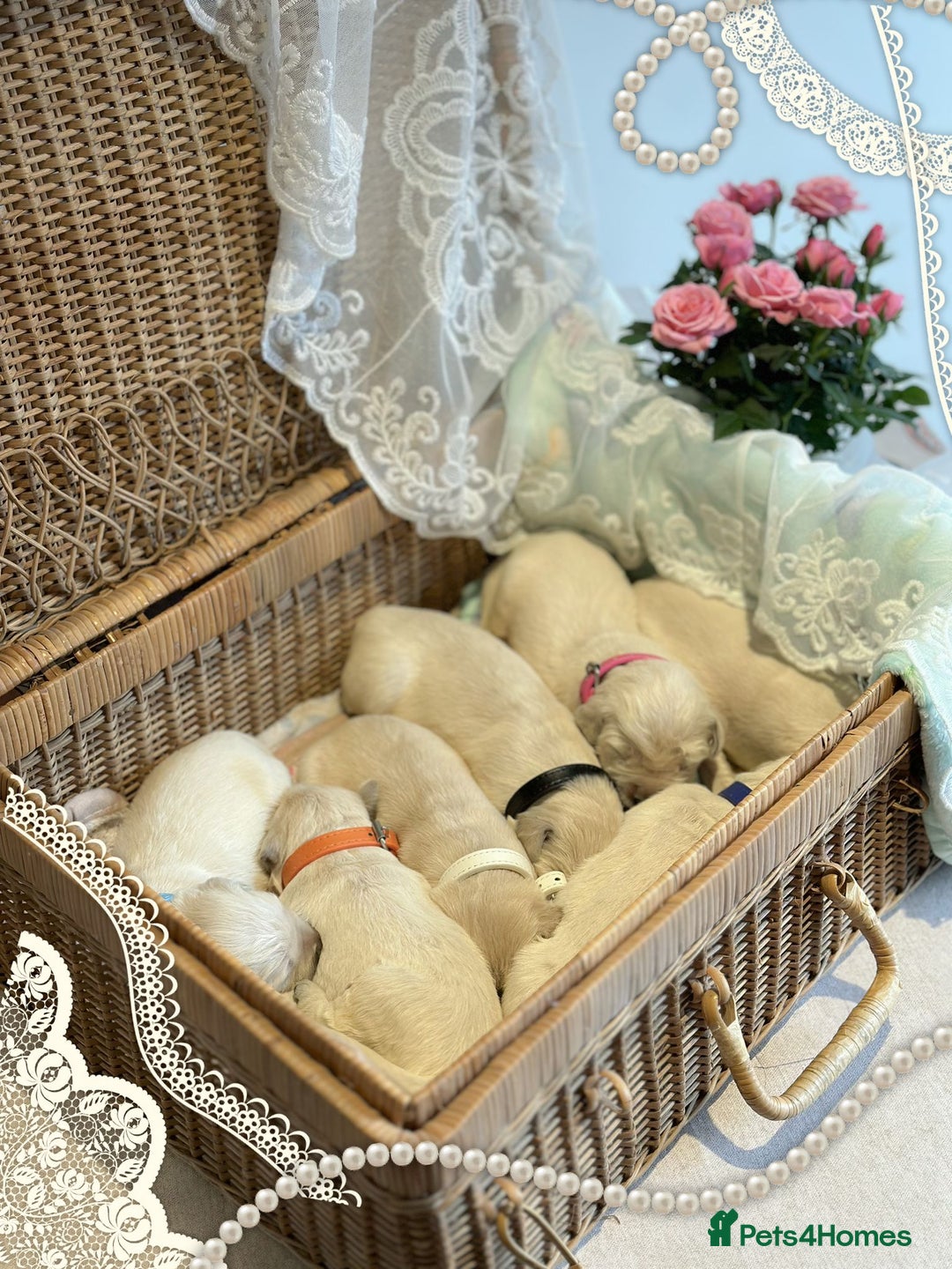 Golden Retriever dogs for sale: 35*GEN KC/FCI Dad Champion Health Certificated - Advert 9