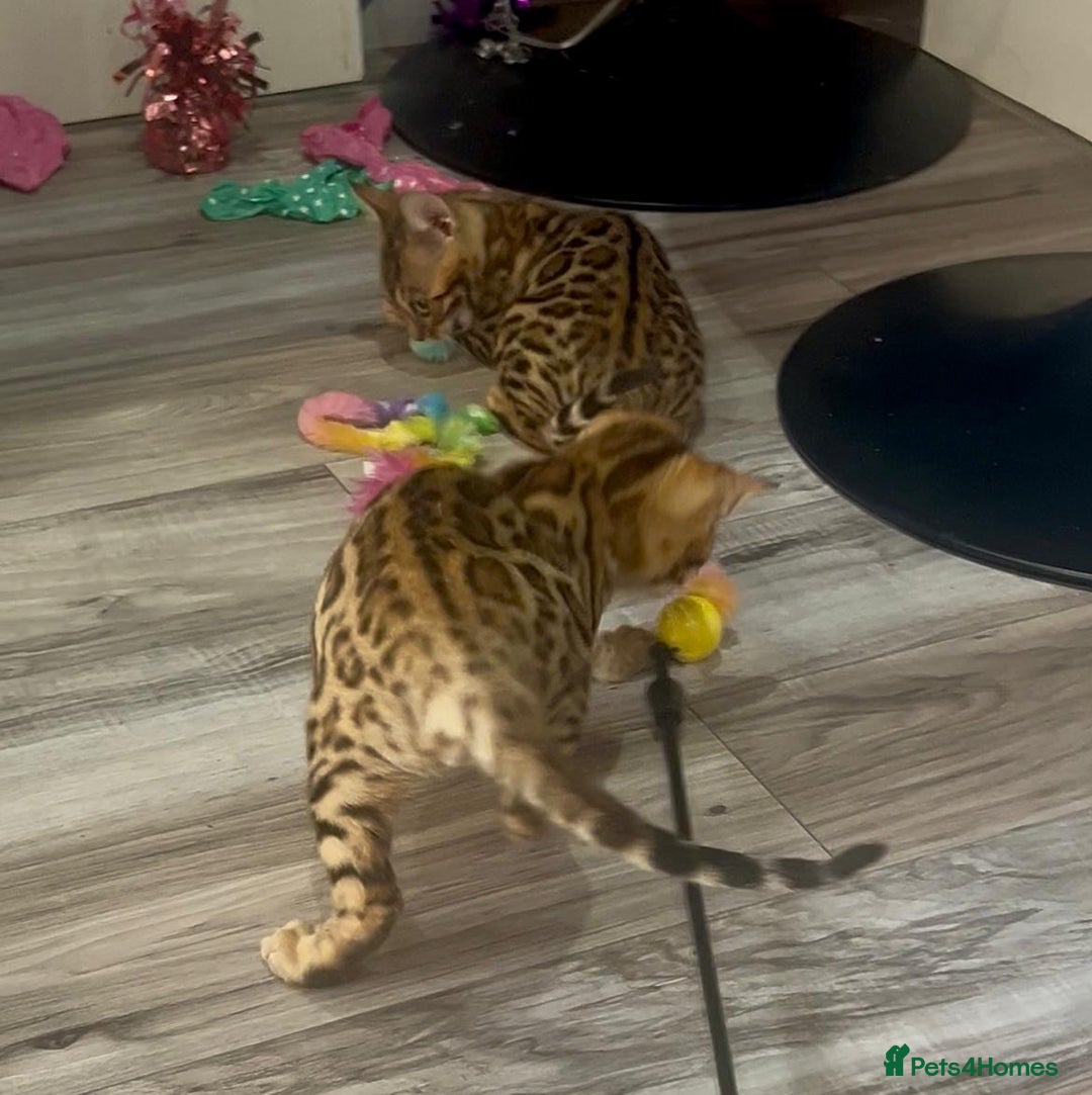 Bengal cats for sale: Stunning 5 Generations Pedigree kittens in London - Image 9