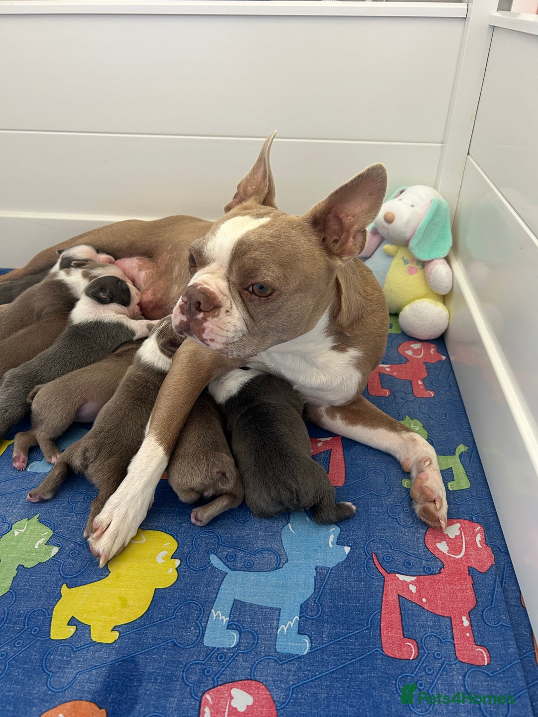 Boston Terrier dogs for sale: Stunning KC registered litter - Image 7