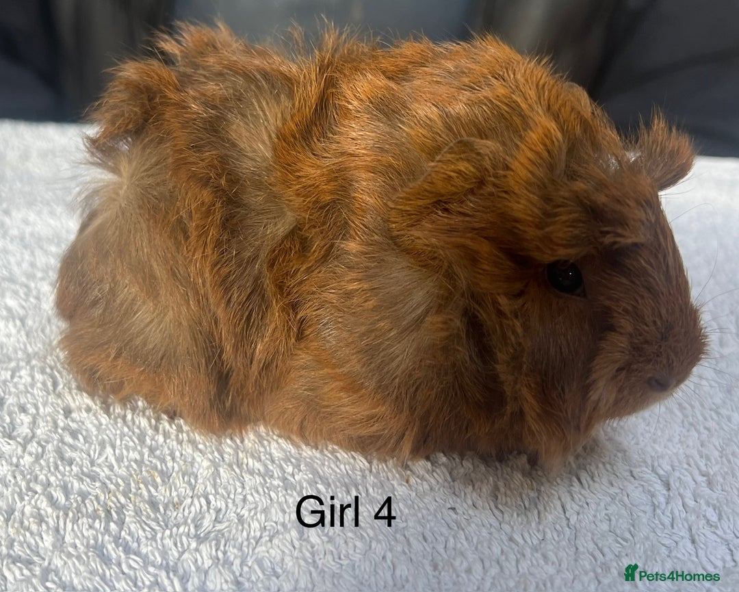 Guinea Pig rodents for sale: Lovely baby guinea pigs for sale  - Image 8