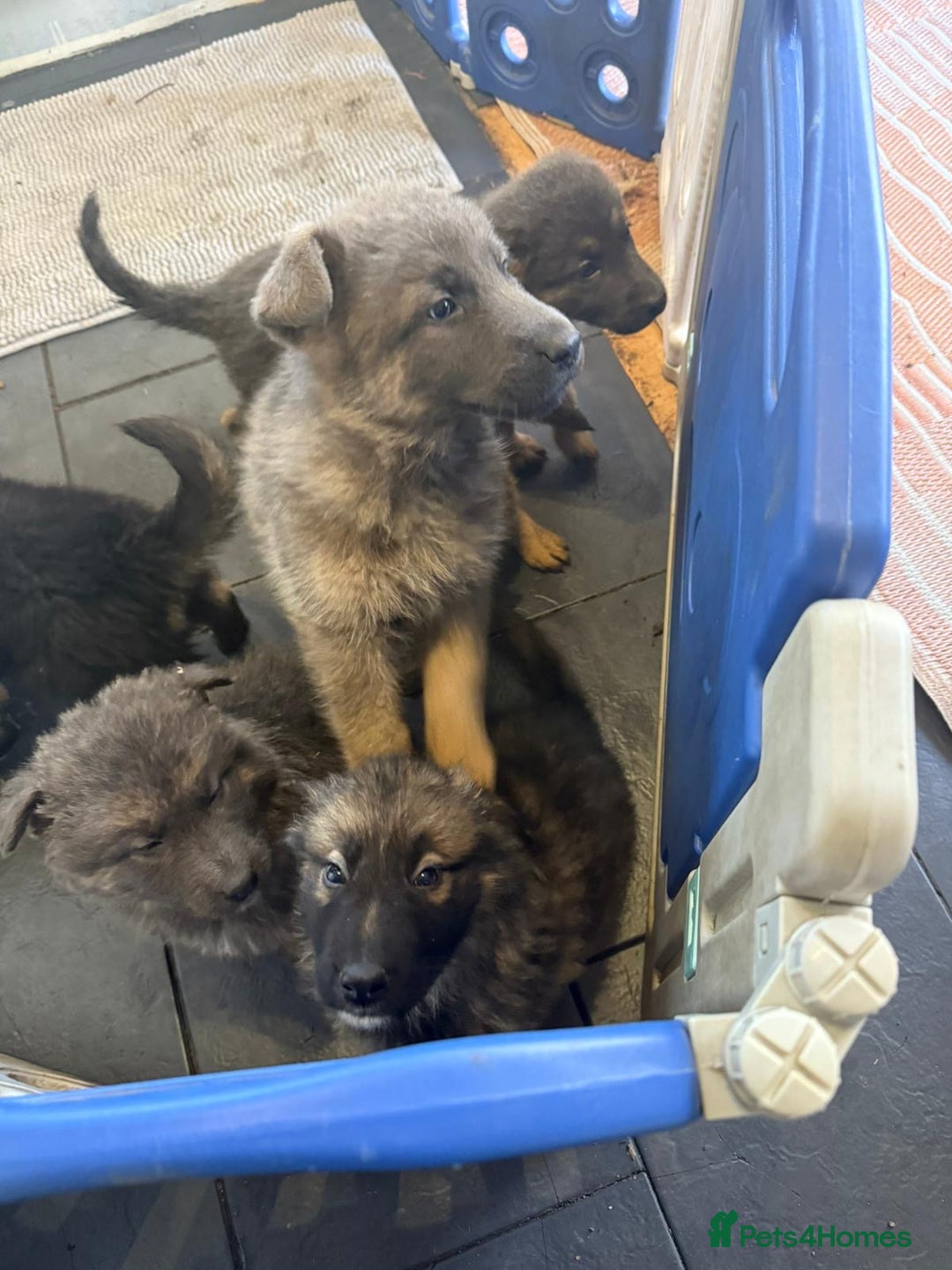 German Shepherd dogs for sale: German shepherd puppies - Advert 18