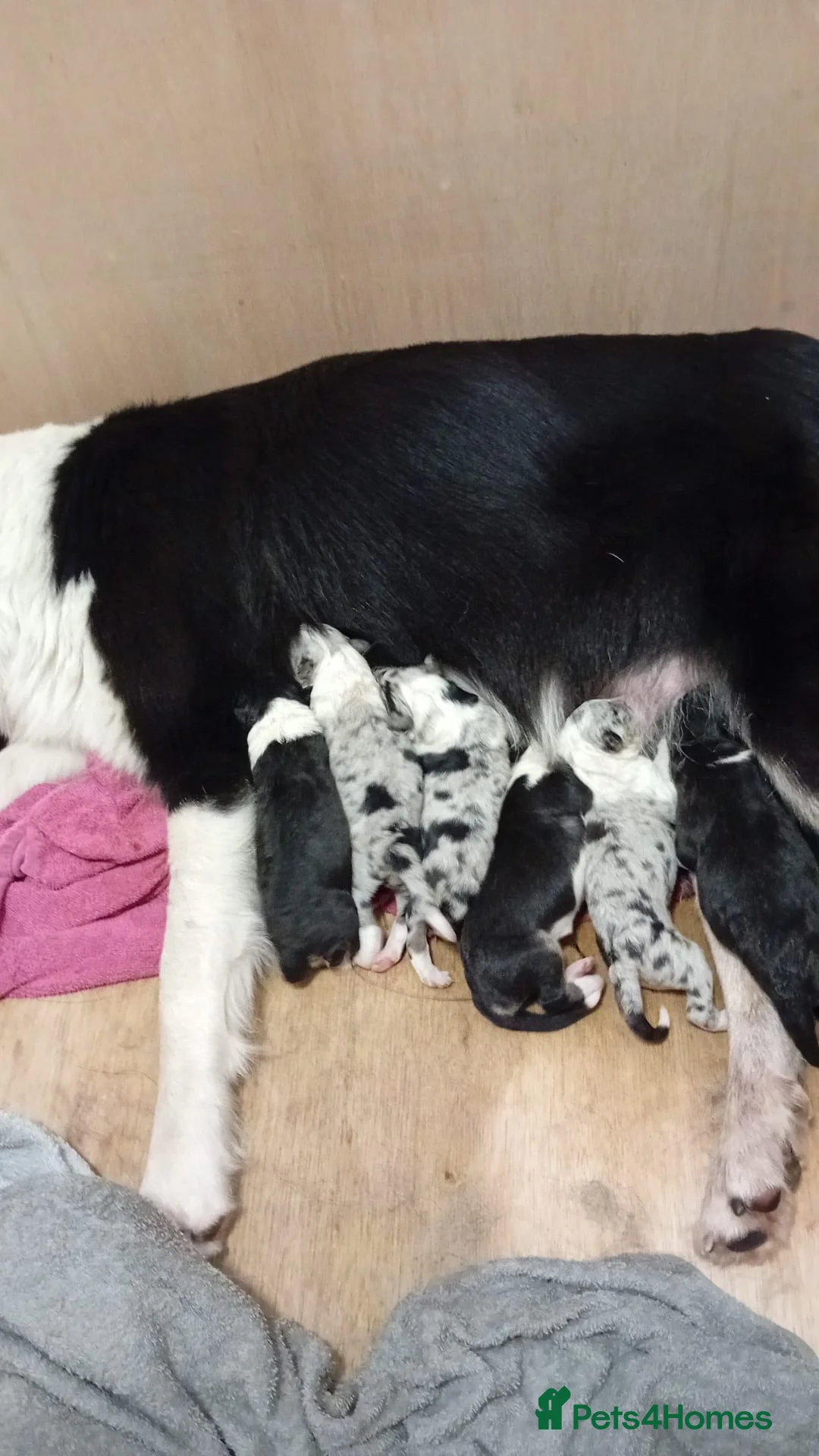 Border Collie dogs for stud: (provide) tr blue Merle border collie  in Otley - Advert 22