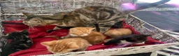 Mixed Breed cats for sale: Kittens looking for forever homes in Wallingford - Advert 2