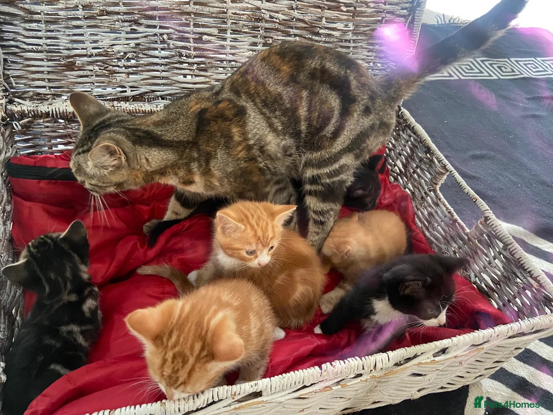 Mixed Breed cats for sale: Kittens looking for forever homes in Wallingford - Advert 2