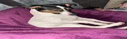 Jack Russell dogs for stud: Handsome Jack russle 6yrs old - Advert 2