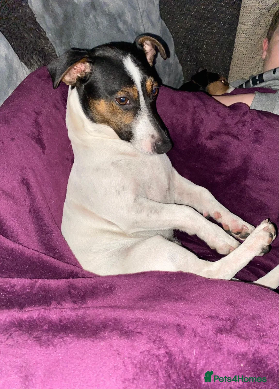 Jack Russell dogs for stud: Handsome Jack russle 6yrs old - Advert 2