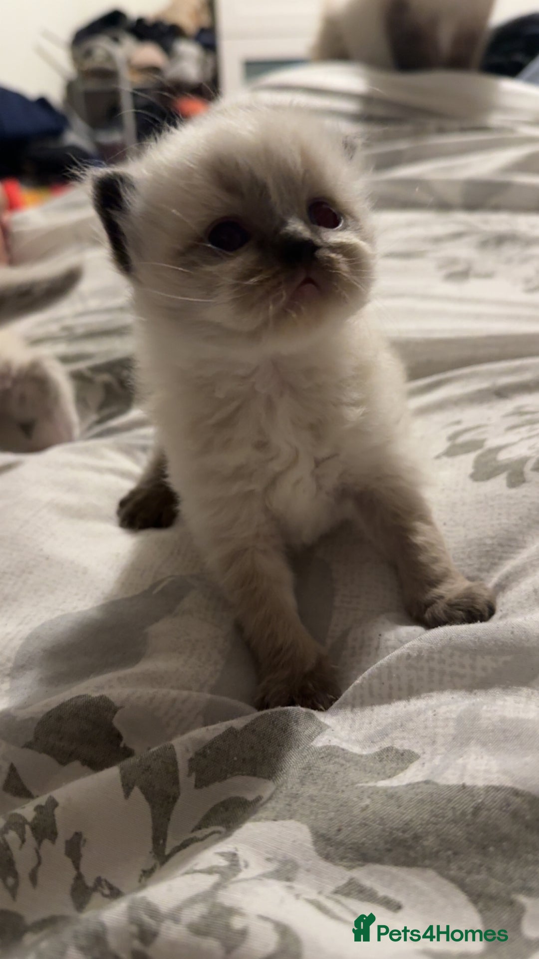 Ragdoll cats for sale: 5 beautiful ragdoll kittens - Advert 8