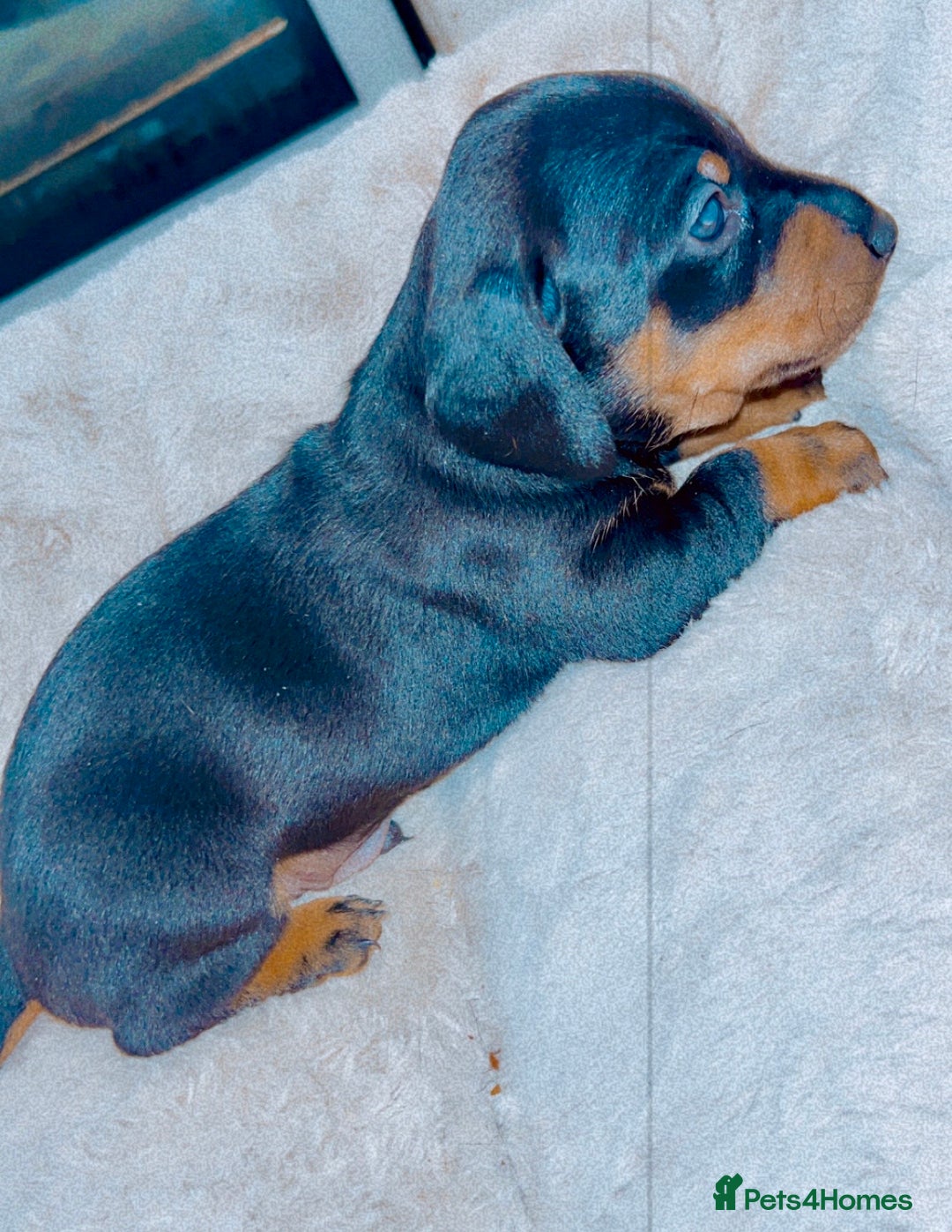 Dachshund dogs for sale: Dachshund  - Image 11
