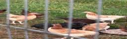 Hens poultry for sale: Wheaten and cuckoo Maran pullets - Advert 4