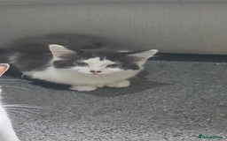 Mixed Breed cats for sale: Cats and Kittens Free - Image 1