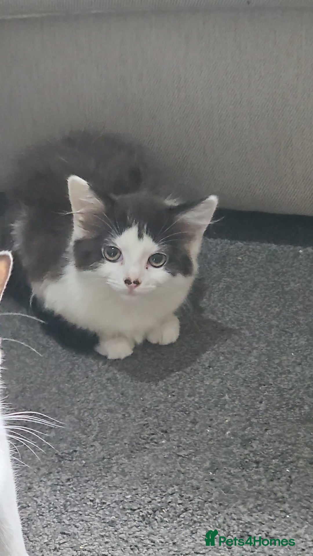 Mixed Breed cats for sale: Cats and Kittens Free - Image 1