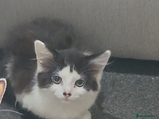 Mixed Breed cats for sale - Advert 1