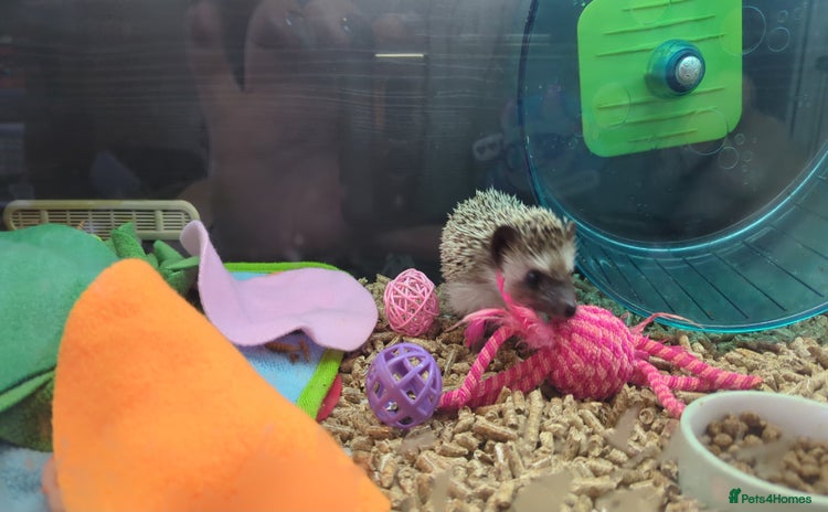 Pygmy Hedgehog rodents - Advert 1