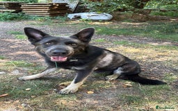 German Shepherd dogs for sale: Gorgeous blue and tan German Shepherd - Image 2