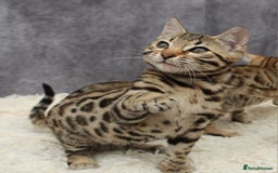 Bengal cats for sale: 🔥Stunning Bengal Kittens last little girl left 🔥 - Image 8