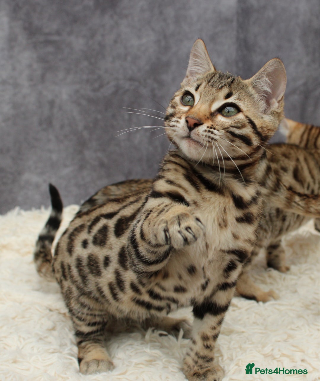 Bengal cats for sale: 🔥Stunning Bengal Kittens last little girl left 🔥 - Image 8