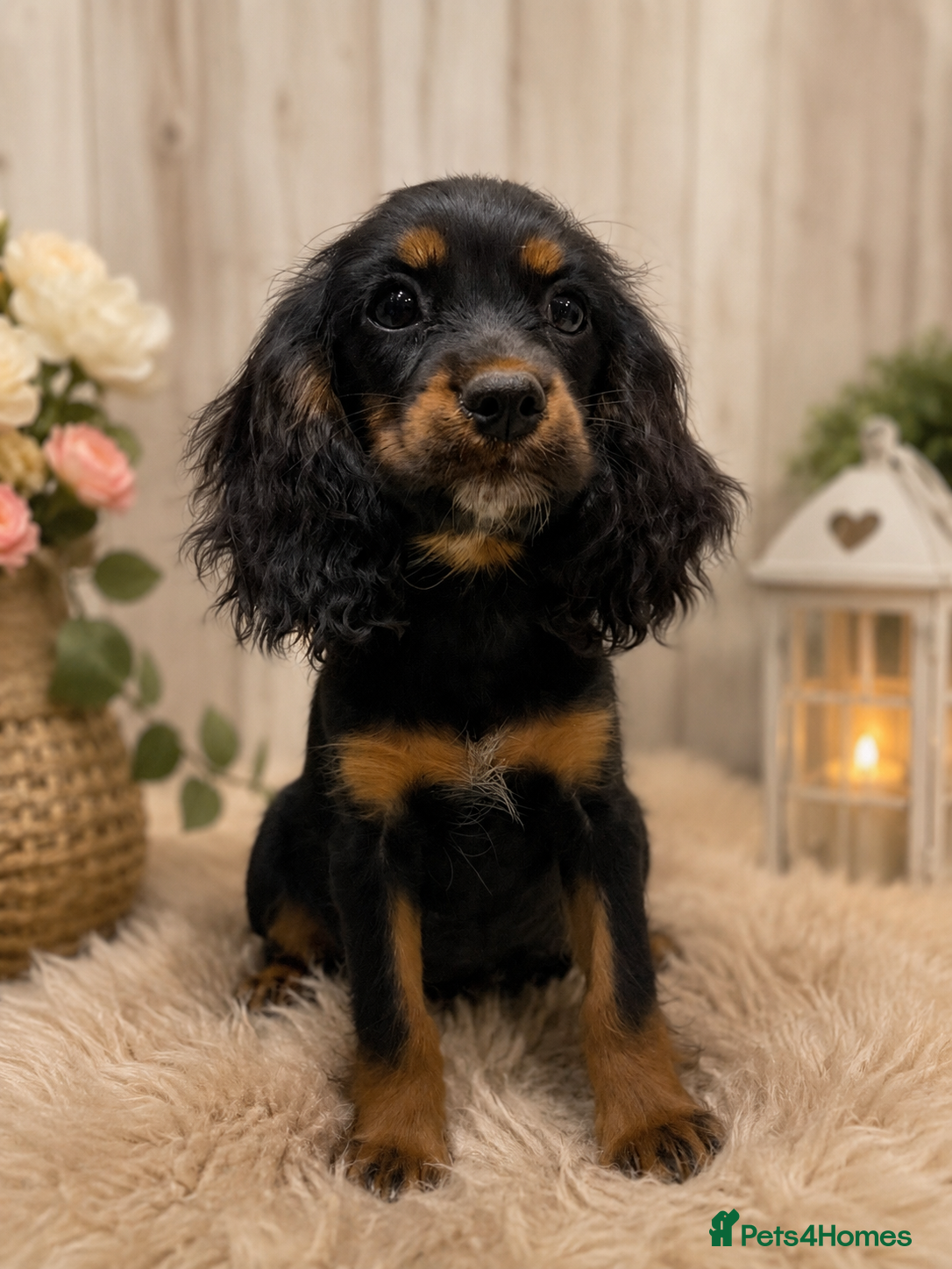 Cockalier dogs Beautiful litter ready to leave now 💕 - Advert 2
