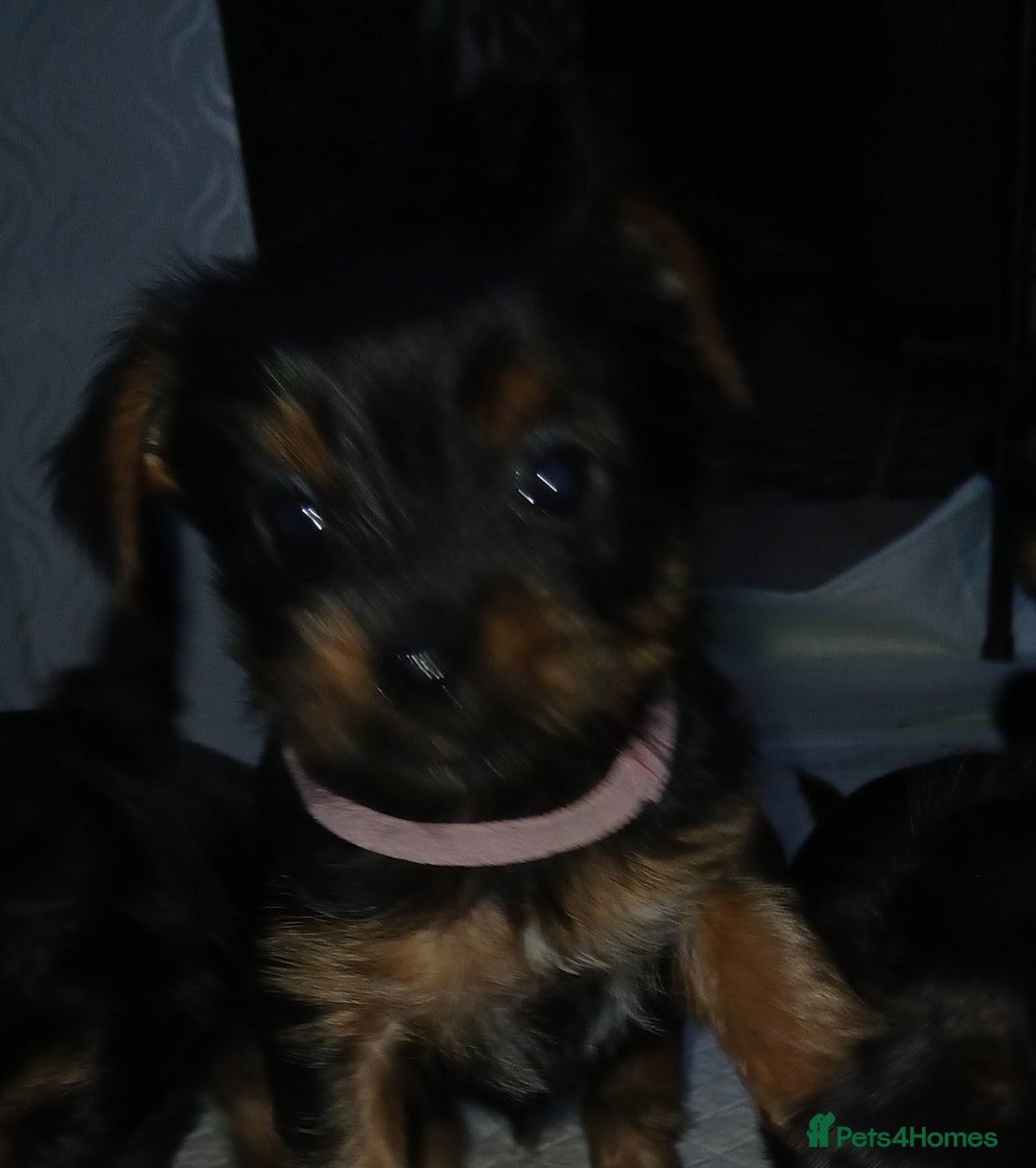 Yorkshire Terrier dogs for sale: Adorable Toy & Minatures! - Advert 6