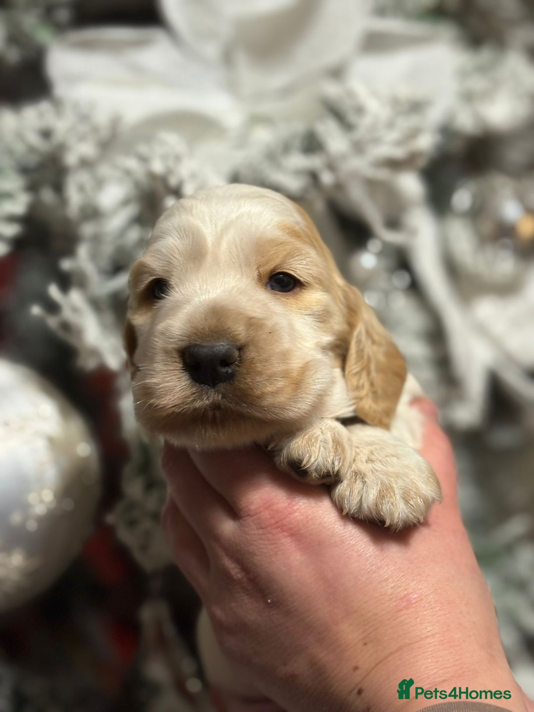 Cocker Spaniel dogs for sale: Extensively health tested, cocker spaniels. - Advert 8