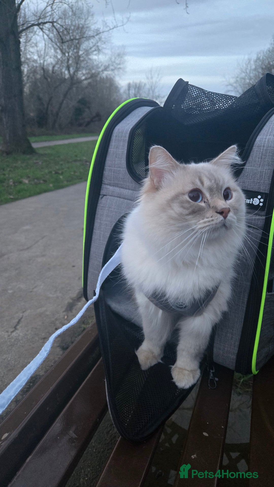 Ragdoll cats for stud: LILAC LYNX POINT RAGDOLL FOR STUD DUTY - Image 1