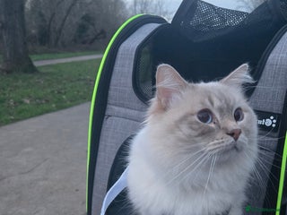 Ragdoll cats - Advert 16