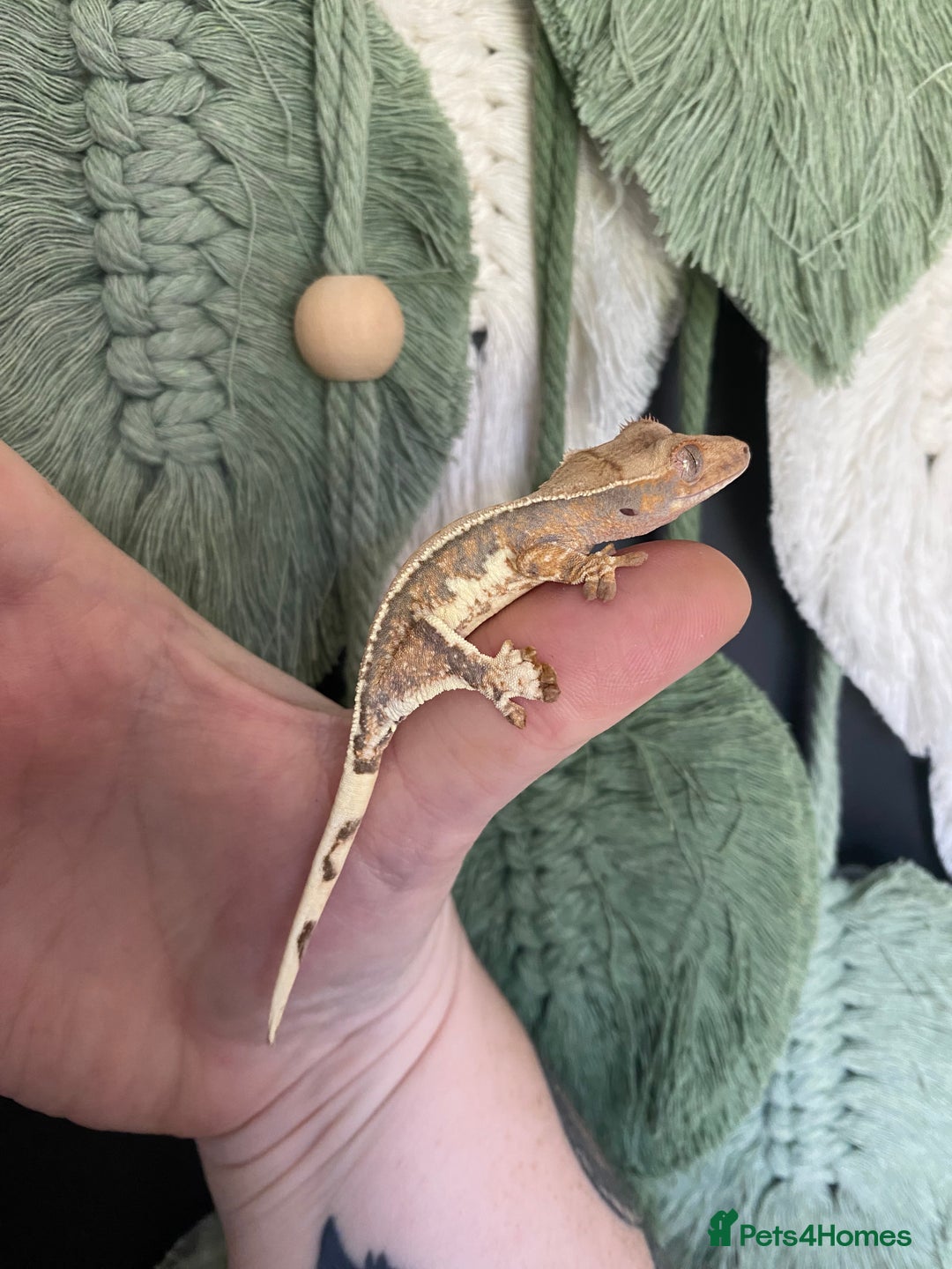 Gecko reptiles for sale: Baby crested geckos, mixed morphs in Wolverhampton - Image 2