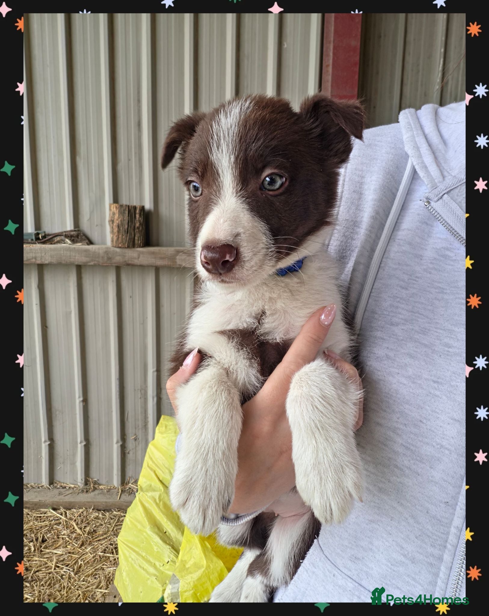 Border Collie dogs ISDS Registered Border Collie Puppies - Advert 4