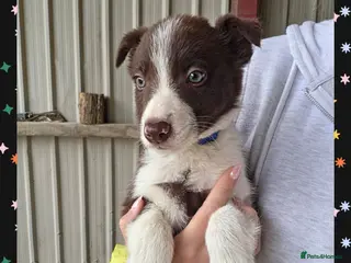 Border Collie dogs ISDS Registered Border Collie Puppies - Advert 4