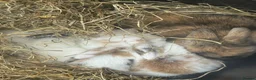 Mini Lop rabbits for sale: 3 week old mini lops  in Shepton Mallet - Advert 5