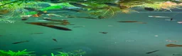 Live Bearers fish for sale: Guppies and aquarium plants for sale  - Advert 6