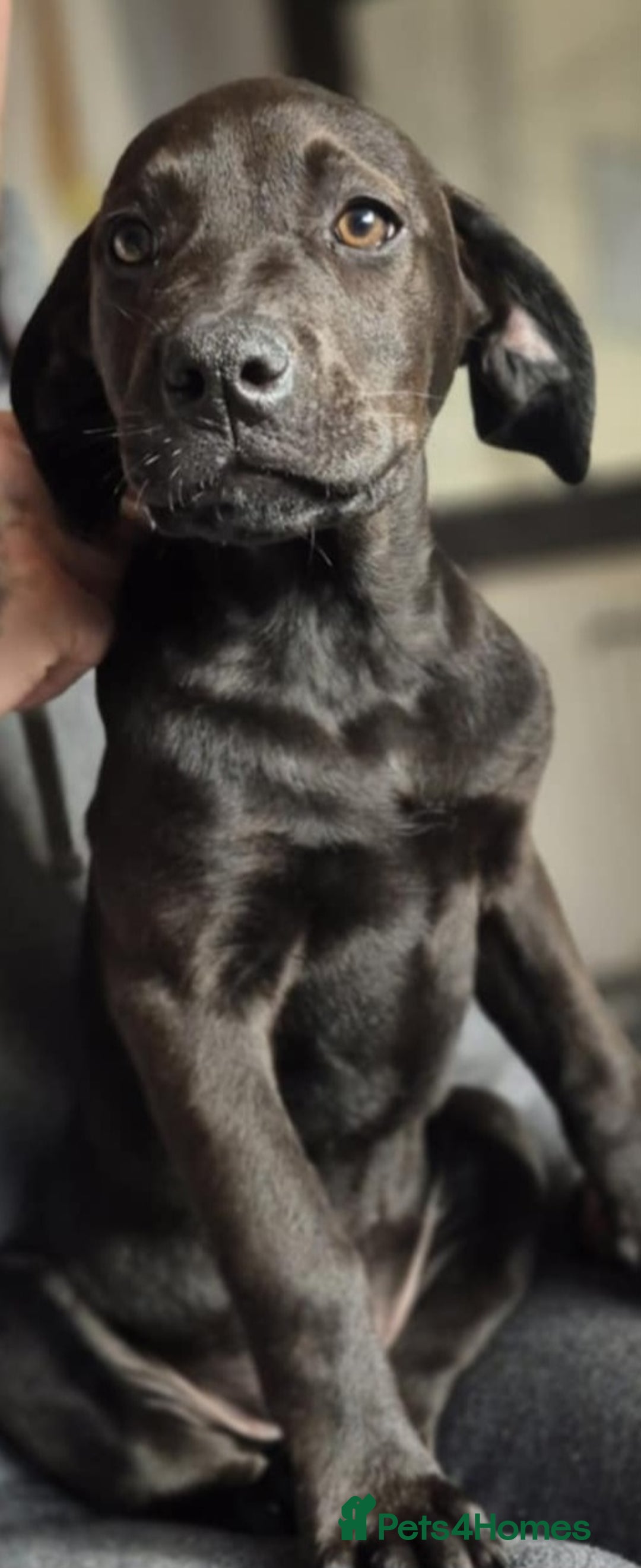 Mixed Breed dogs for sale: Mastiff x rottweiler  - Image 10