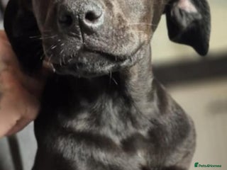 Mixed Breed dogs - Advert 4