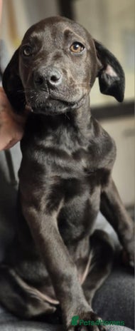 Mixed Breed dogs - Advert 1