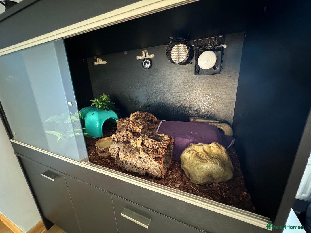 Python Snake reptiles for sale: Male Ball Python 7 Years Old - Advert 7