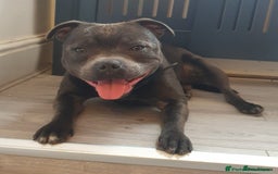 Staffordshire Bull Terrier dogs for sale: Adorable champion bred black staffys puppy's  - Image 6