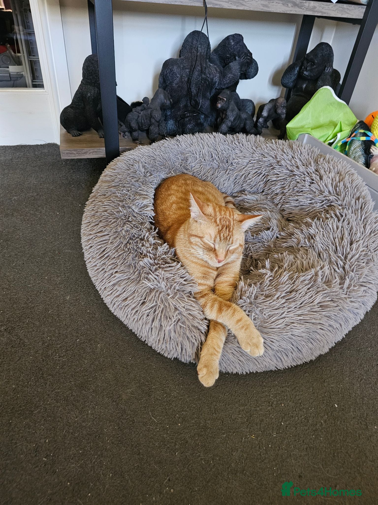 Mixed Breed cats Cats  - Advert 1