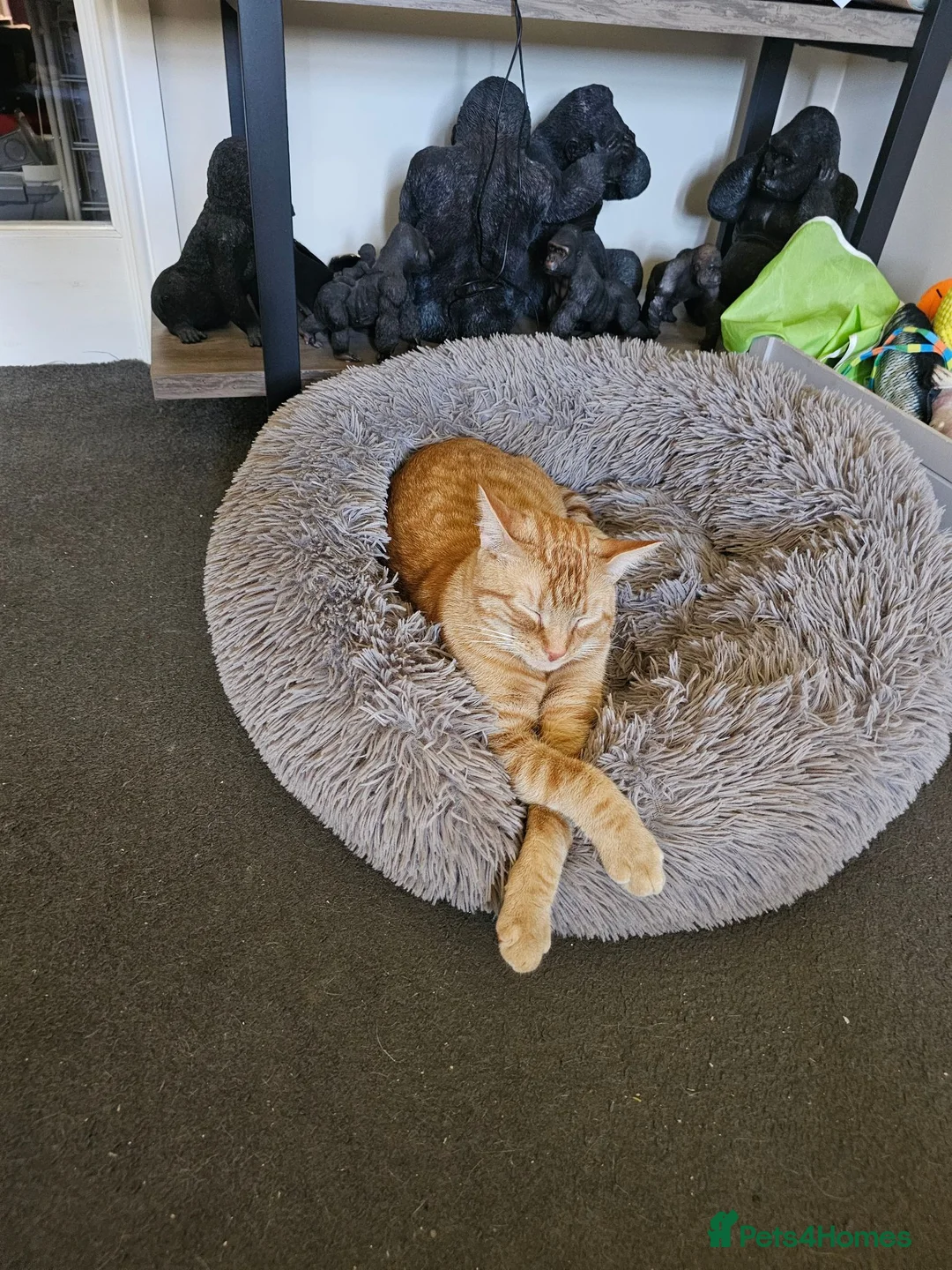 Mixed Breed cats for sale: Cats  in Dalkeith - Advert 1