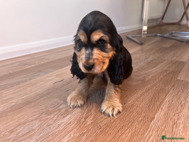Cocker Spaniel dogs - Advert 8