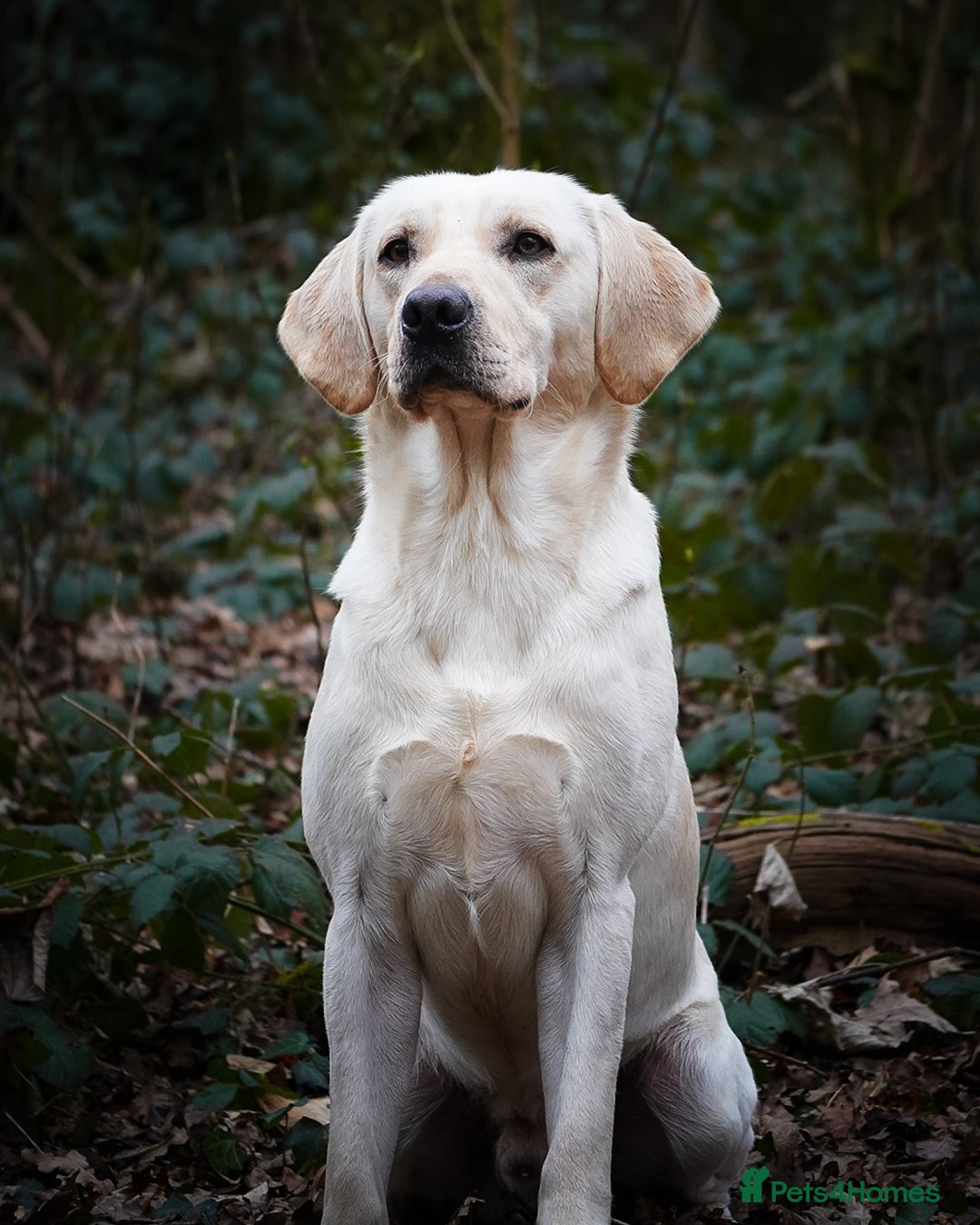 Labrador Retriever dogs for stud: BEAUTIFUL YELLOW LABRADOR DOG AT STUD - Advert 3