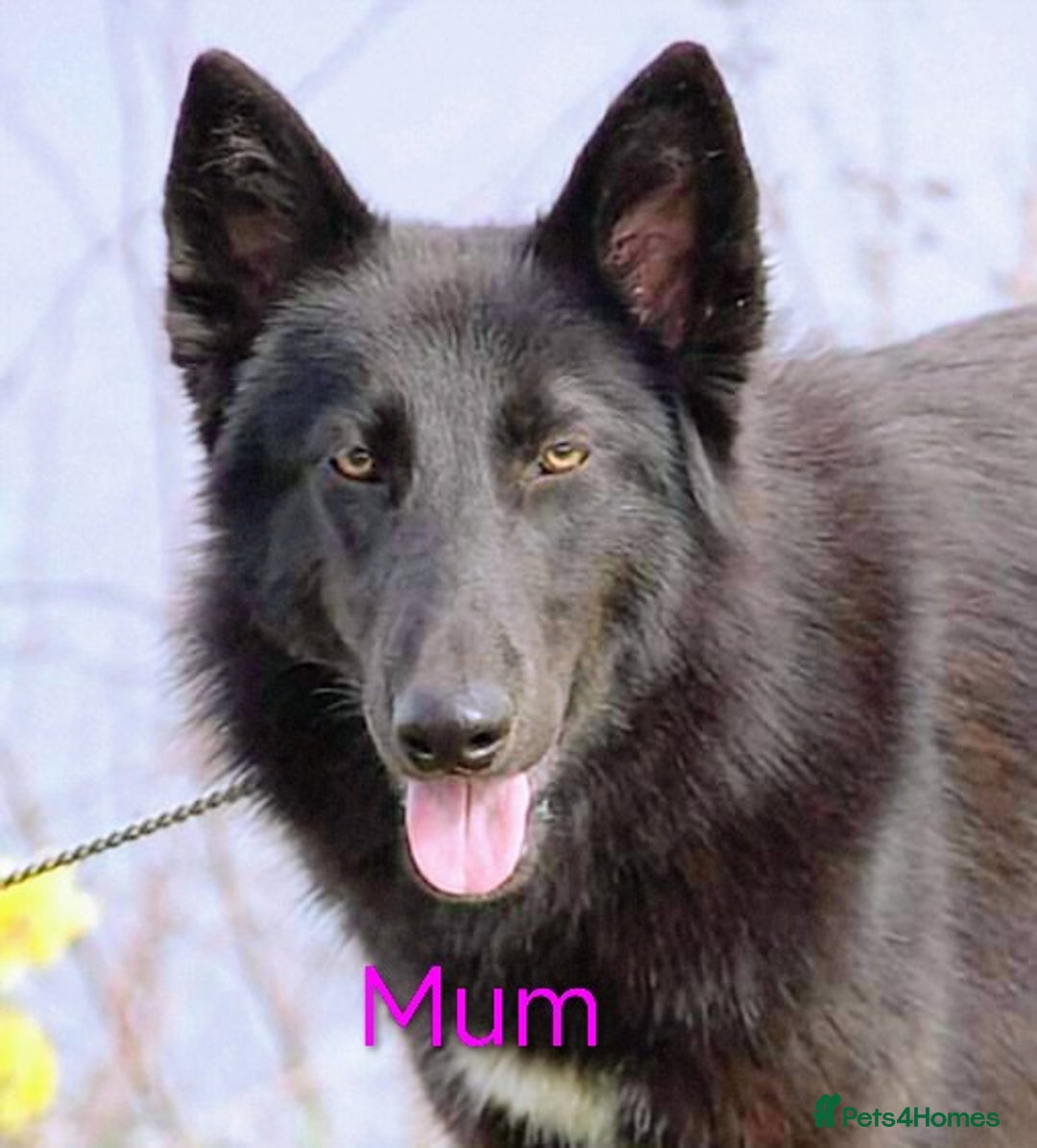 Mixed Breed dogs for sale: 1 tamaskan x pup available  - Advert 2